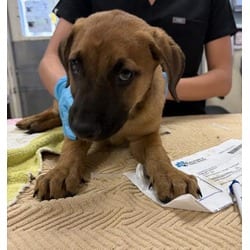 Photo of Sid, adoptable Terrier (Unknown Type, Medium) in Jurupa Valley, California