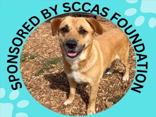 Photo of Annabelle, adoptable Labrador Retriever in Santa Cruz, California