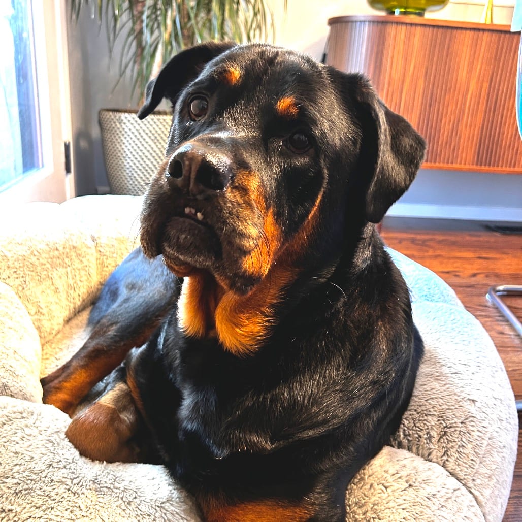 Photo of Bo, adoptable Rottweiler / Mix in San Francisco, California