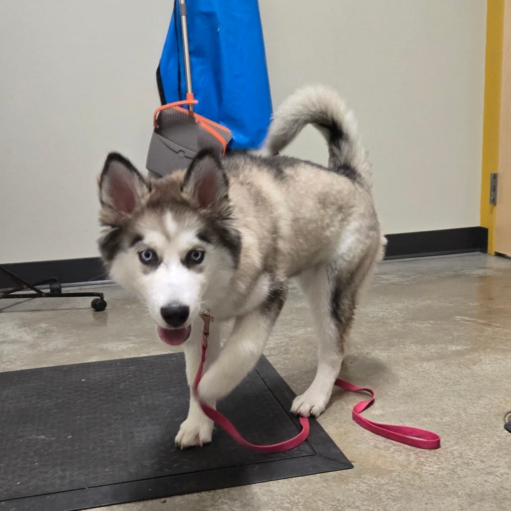 Photo of Rya, adoptable Husky, Siberian in St. Cloud, Minnesota