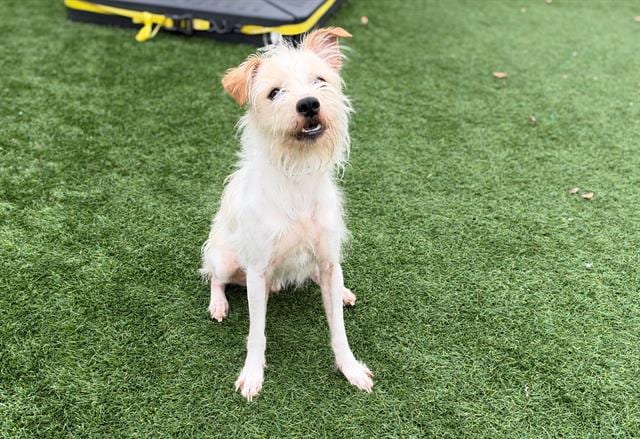 Photo of Barkley, adoptable Cairn Terrier and Poodle - Standard