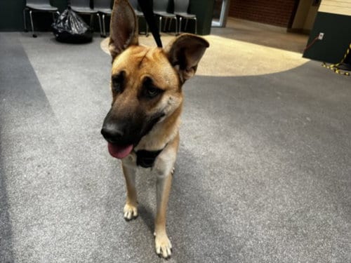 Photo of Heinz, adoptable German Shepherd Dog in Los Angeles, California