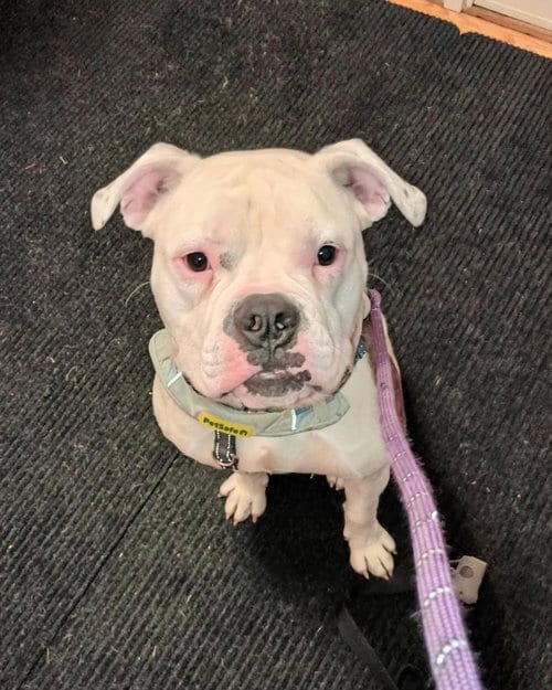 Photo of Axel, adoptable American Bulldog in Monticello, New Jersey