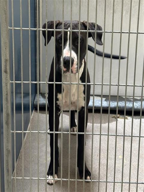 Photo of Thug, adoptable American Pit Bull Terrier in Phoenix, Arizona