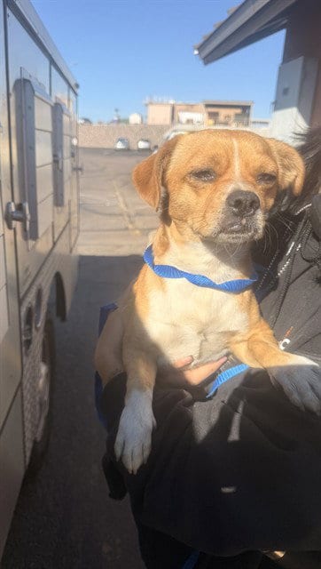 Photo of Flank, adoptable Chihuahua in Mesa, Arizona