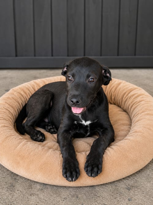 Photo of Oliver, adoptable Black Labrador Retriever in Inglewood, California