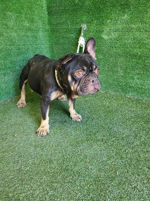 Photo of Blair, adoptable French Bulldog in Lancaster, California