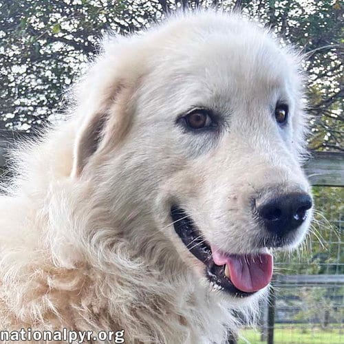 Photo of Ghost in GA - Sweet, Loving & Gentle, adoptable Great Pyrenees in Beacon, New York