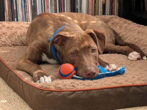 Photo of SRV Palau : Ibrehem (Wemby), adoptable Pit Bull Terrier in Aurora, Indiana