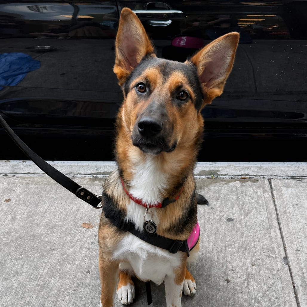 Photo of Sherri Ann, adoptable Shepherd, German / Mixed Breed (Medium)
