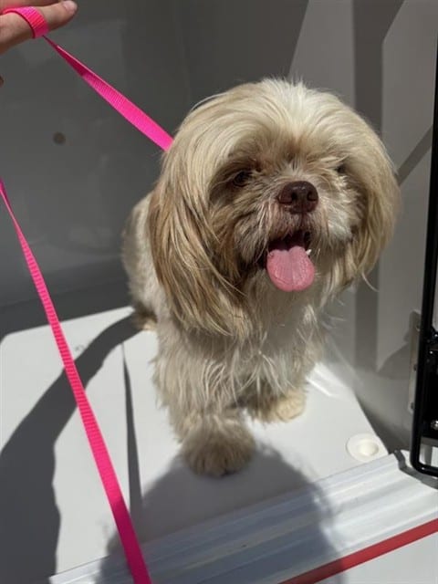 Photo of Senior Shih Tzu, adoptable Shih Tzu in Houston, Texas