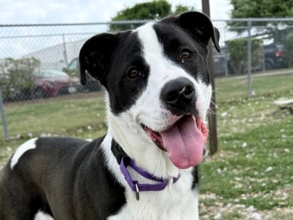 Photo of Lynetta, adoptable dog in Georgetown, Texas