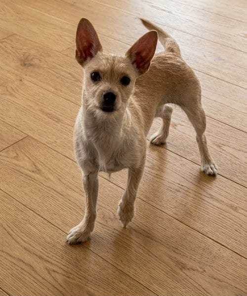 Photo of Amee, adoptable Chihuahua in Genesee, Wisconsin