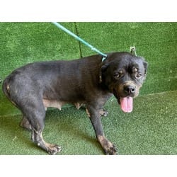 Photo of Olga, adoptable Rottweiler in Lancaster, California