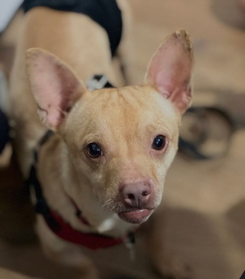 Photo of Chester aka Cheddar, adoptable Chihuahua in Dana Point, California