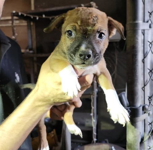 Photo of Lou, adoptable Terrier in San Antonio, Texas