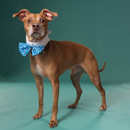 Photo of Rupert, adoptable dog in Atlanta, Georgia