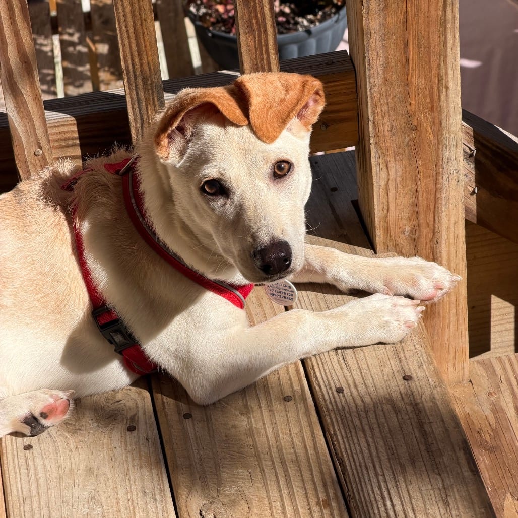 Photo of Maraschino, adoptable Terrier / Mix in Chicago, Illinois