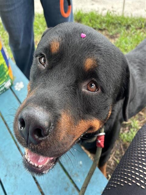 Photo of Tyson, adoptable Rottweiler in Miami, Florida