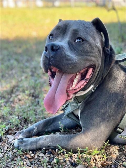 Photo of Bruce, adoptable Pit Bull Terrier in Augusta, Georgia