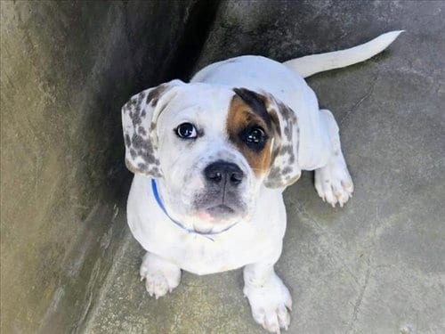 Photo of Boston, adoptable American Bulldog in Van Nuys, California