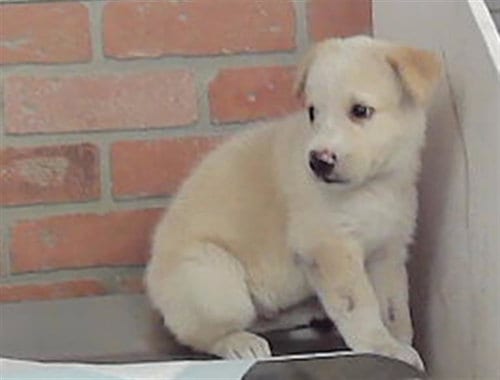 Photo of A2101916, adoptable Labrador Retriever in Houston, Texas
