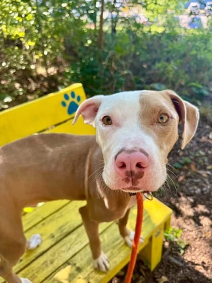 Photo of Color Theory (Reds)(Blue), adoptable dog in Baltimore, Maryland