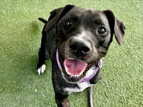 Photo of Queenie, adoptable Pit Bull Terrier in Los Angeles, California