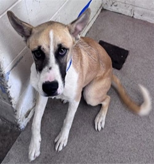 Photo of Zoe, adoptable German Shepherd Dog in San Bernardino, California