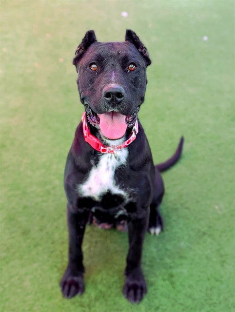Photo of Lovegood, adoptable Cane Corso Mastiff in Sacramento, California