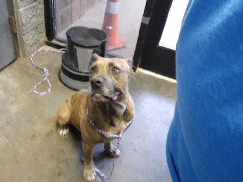 Photo of Akita, adoptable American Bulldog in Tulsa, Oklahoma