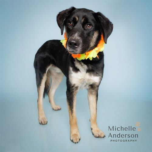Photo of Shadow, adoptable German Shepherd Dog in Corona, California