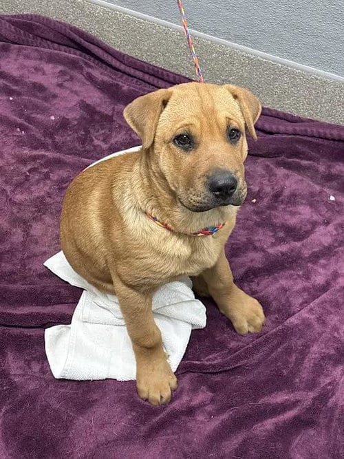Photo of Belle, adoptable Chinese Shar-Pei in Las Vegas, Nevada