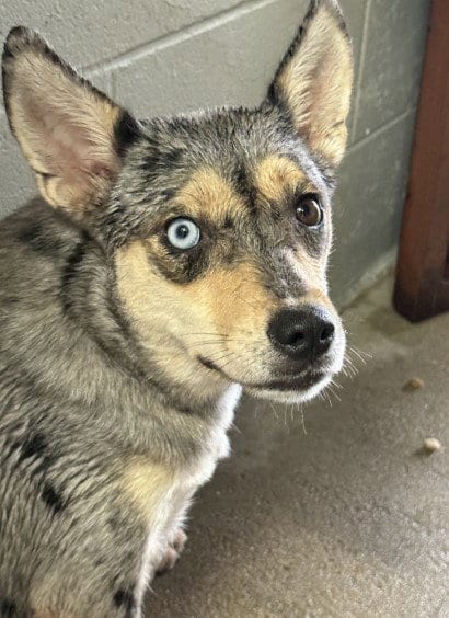 Photo of Isabelle (Zizzy), adoptable Catahoula Leopard Dog in Killeen, Texas