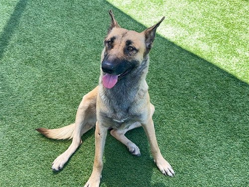 Photo of Honey, adoptable German Shepherd Dog in Orange, California