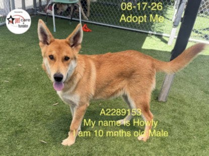 Photo of Howly, adoptable German Shepherd Dog in Los Angeles, California