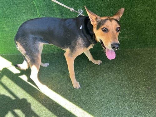 Photo of Annie, adoptable German Shepherd Dog in Lancaster, California