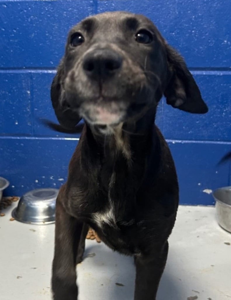 Photo of Lazar (Lx3), adoptable Labrador Retriever in Hartsville, South Carolina