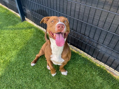 Photo of Takoyaki, adoptable Staffordshire Bull Terrier in Orange, California