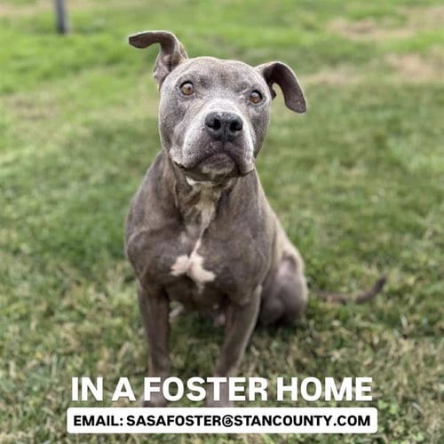 Photo of Willow, adoptable Pit Bull Terrier in Modesto, California