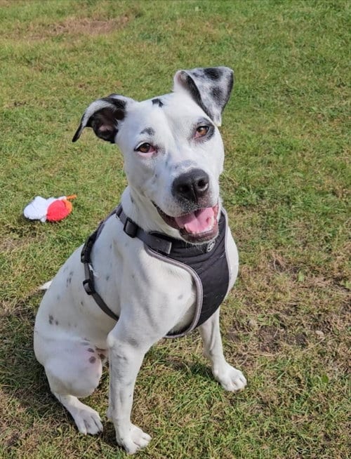 Photo of Riley, adoptable Dalmatian in Plover, Wisconsin