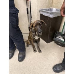 Photo of Dina, adoptable Dutch Shepherd in Jurupa Valley, California