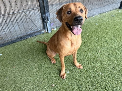 Photo of Loaf, adoptable Labrador Retriever in Garland, Texas