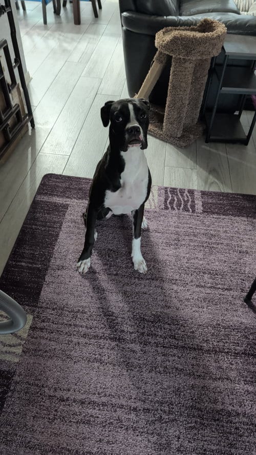 Photo of Kali, adoptable Boxer in Katy, Texas