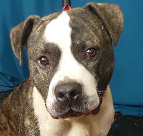 Photo of Poncho, adoptable Pit Bull Terrier in Ukiah, California