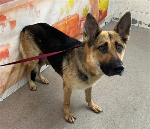 Photo of Karma, adoptable German Shepherd Dog in San Bernardino, California