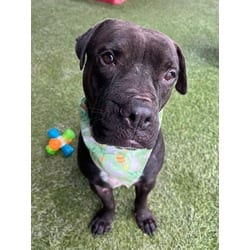 Photo of Jack, adoptable Terrier (Unknown Type, Medium) in Doral, Florida