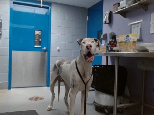 Photo of Cairo, adoptable Great Dane in Albuquerque, New Mexico
