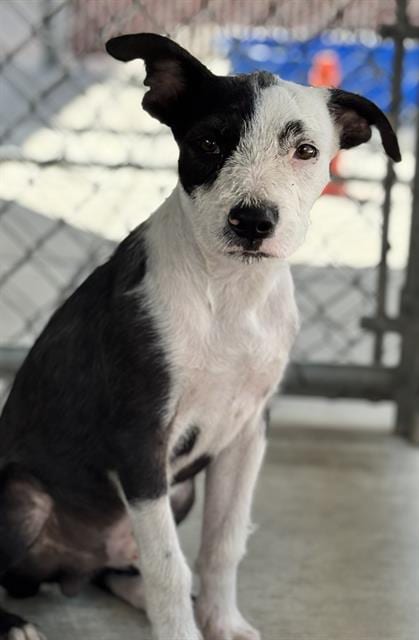 Photo of Ollie, adoptable Pit Bull Terrier in Redlands, California
