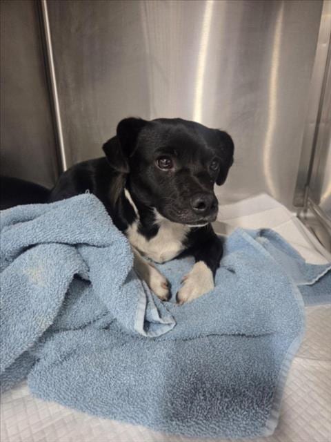 Photo of Sugar Plum, adoptable Chihuahua in San Bernardino, California